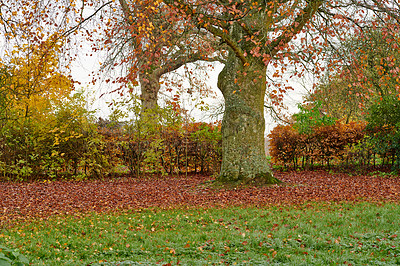 Buy stock photo A series of beautiful garden photos