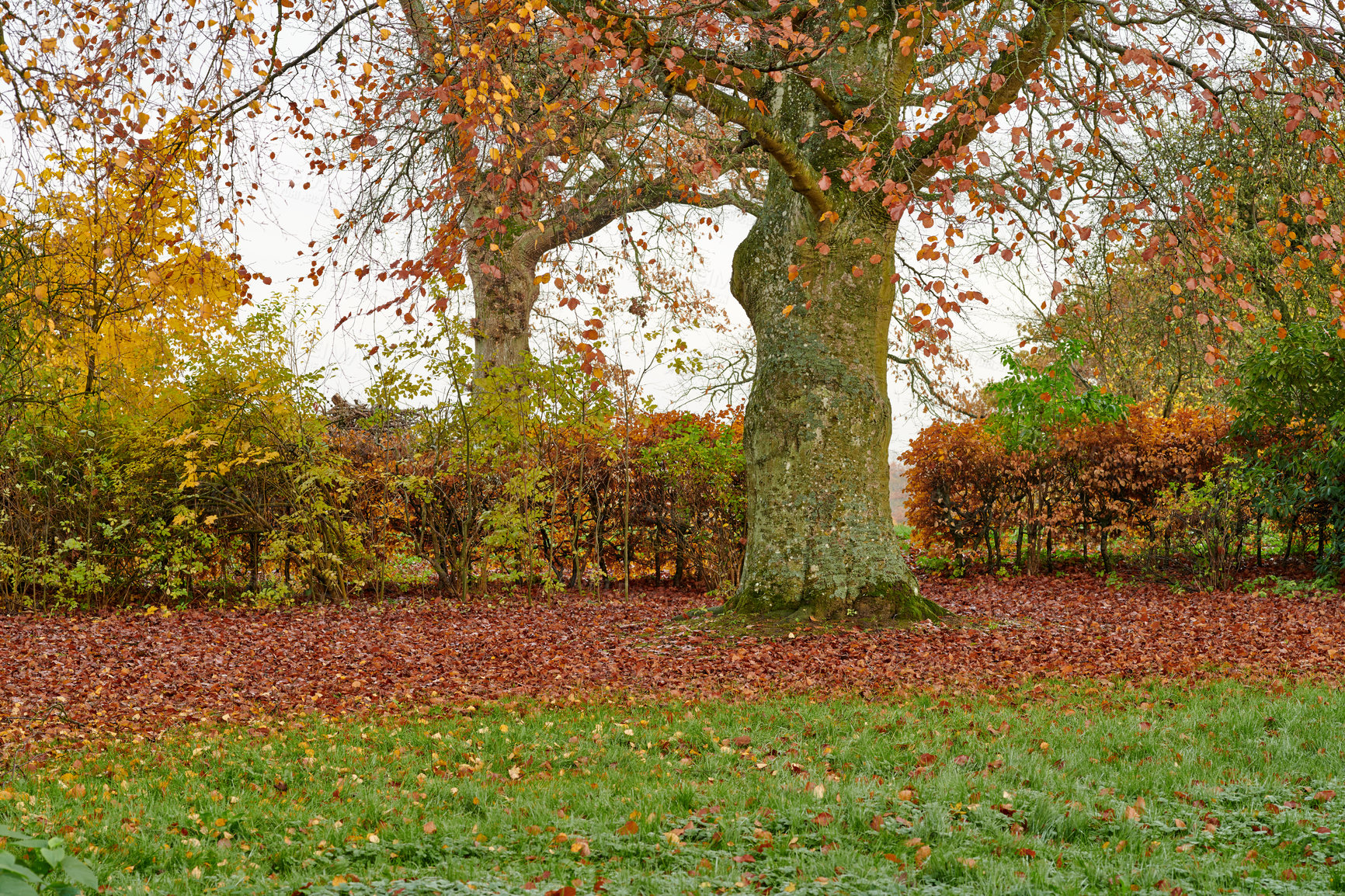 Buy stock photo A series of beautiful garden photos