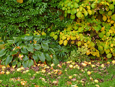 Buy stock photo A series of beautiful garden photos