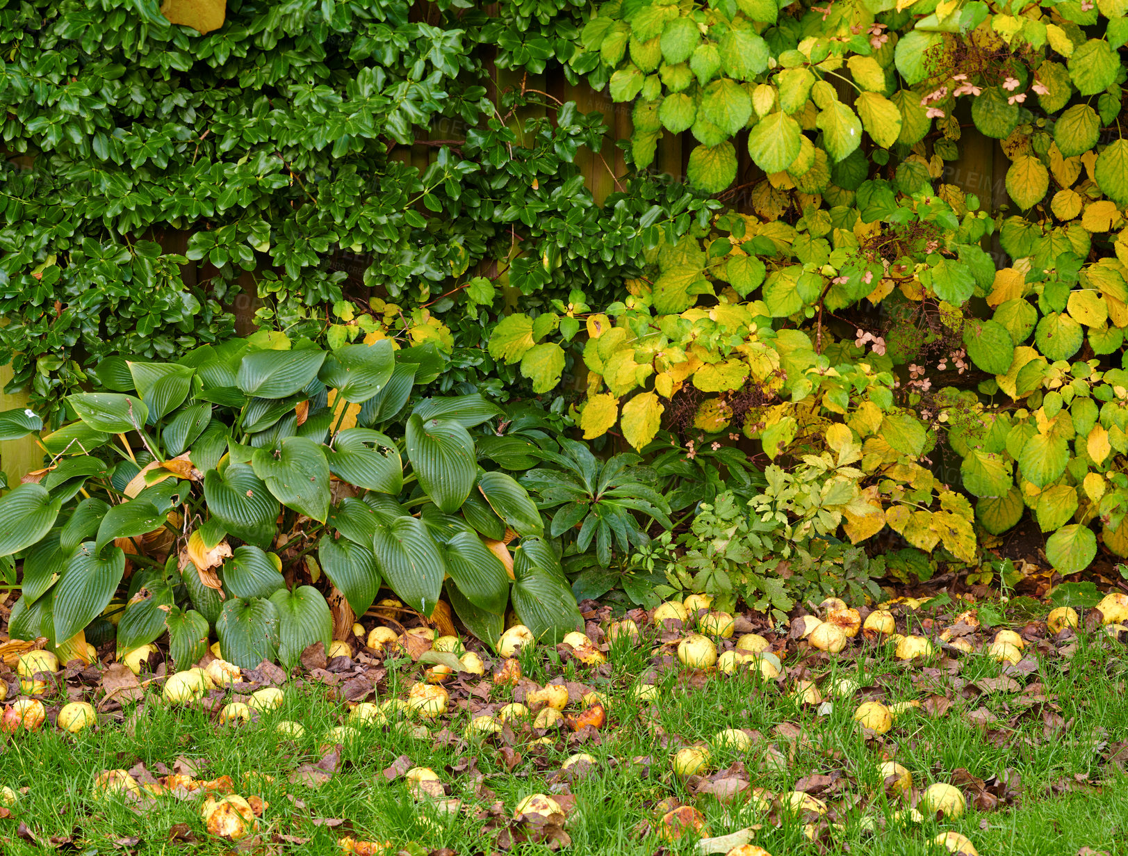 Buy stock photo A series of beautiful garden photos