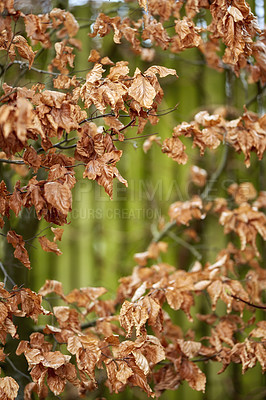 Buy stock photo A series of beautiful garden photos