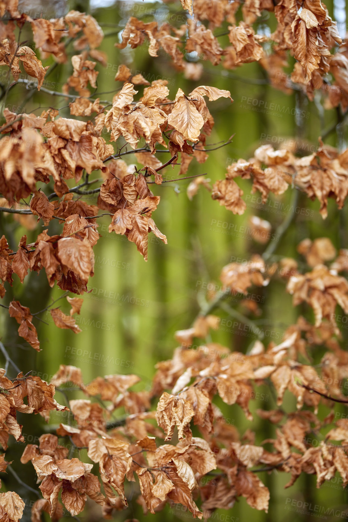 Buy stock photo A series of beautiful garden photos