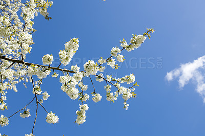 Buy stock photo Closeup of Sweet Cherry blossoms on a branch against a blue sky background on a sunny day. Zoom in of small white wild flowers growing in a peaceful forest. Macro detail of floral pattern and texture