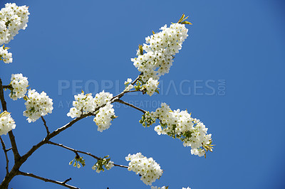 Buy stock photo Below a branch of Cherry blossom flower in a quiet park against a blue sky with copy space. White flowers growing in harmony with nature in a backyard or garden, adding beauty and zen in nature 