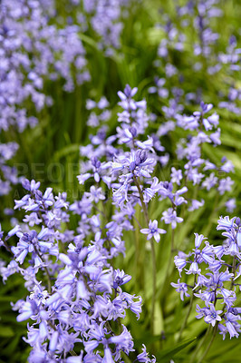 Buy stock photo Vibrant Bluebell flowers growing in a garden on a spring day. Closeup detail of beautiful purple plants blooming in a bright green bush outdoors in a park. Colorful foliage blossoming outside