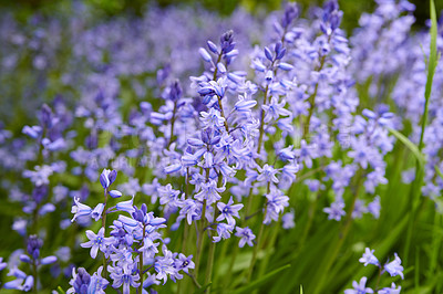 Buy stock photo Purple Spanish bluebell flowers growing in a garden in spring. Multiple pretty and colorful perennial flowering plants with green leaves and stems blooming outdoors in a park or backyard