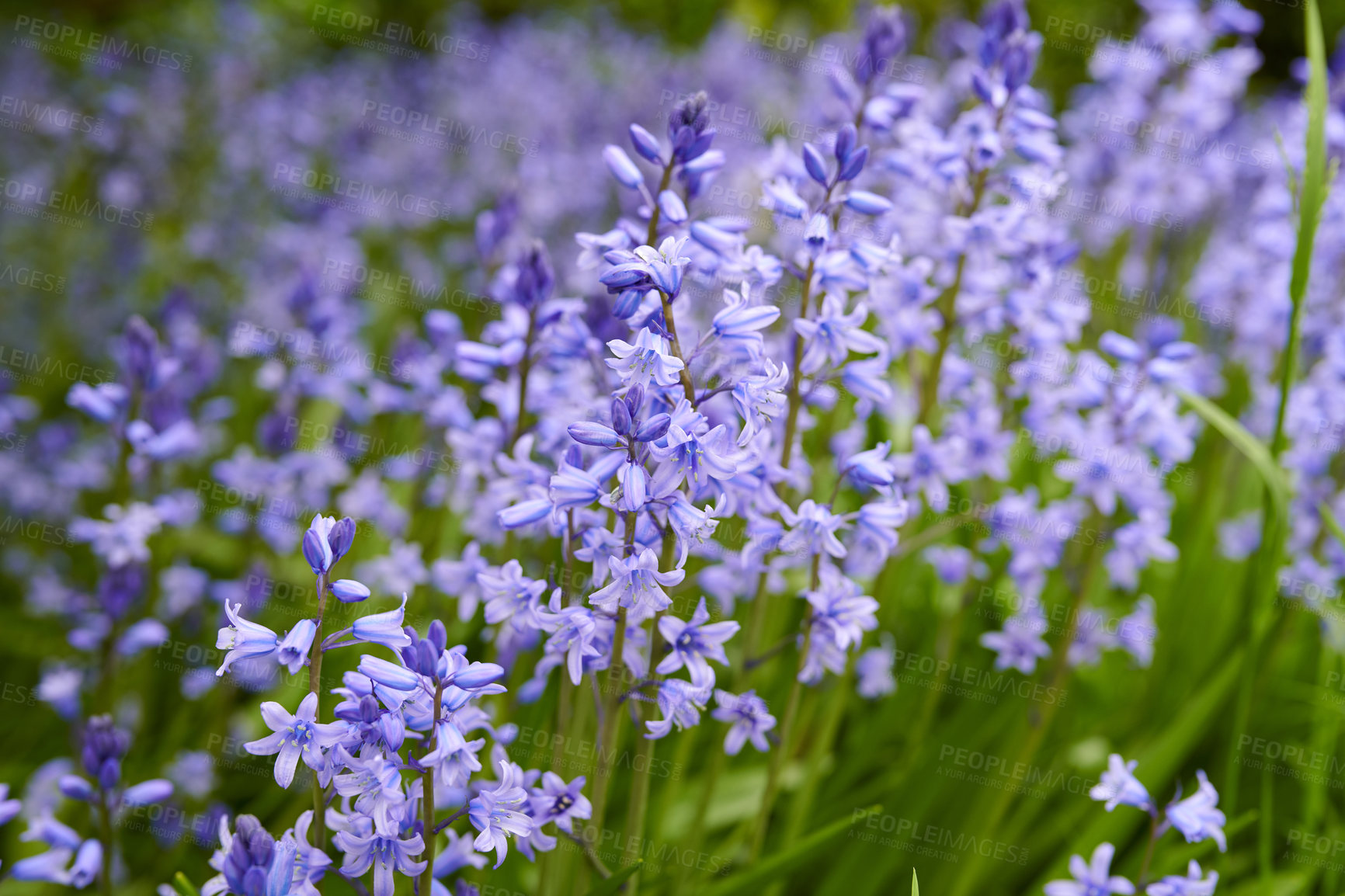 Buy stock photo Purple Spanish bluebell flowers growing in a garden in spring. Multiple pretty and colorful perennial flowering plants with green leaves and stems blooming outdoors in a park or backyard