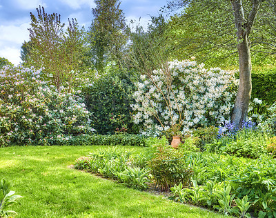 Buy stock photo Lush green trees, flowers and leaves growing in a peaceful backyard. Beautiful American Rhododendron bushes in a quiet garden. Serene beauty in nature with leafy bushes, patterns and vibrant textures