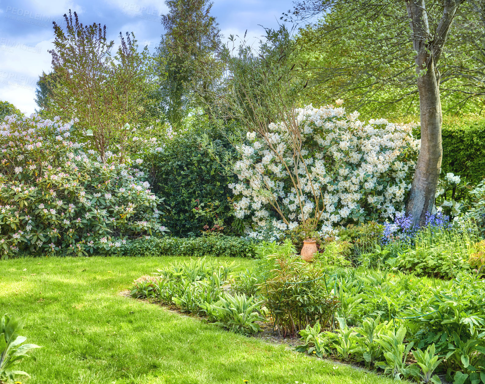 Buy stock photo Lush green trees, flowers and leaves growing in a peaceful backyard. Beautiful American Rhododendron bushes in a quiet garden. Serene beauty in nature with leafy bushes, patterns and vibrant textures