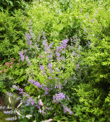 Buy stock photo A series of beautiful garden photos