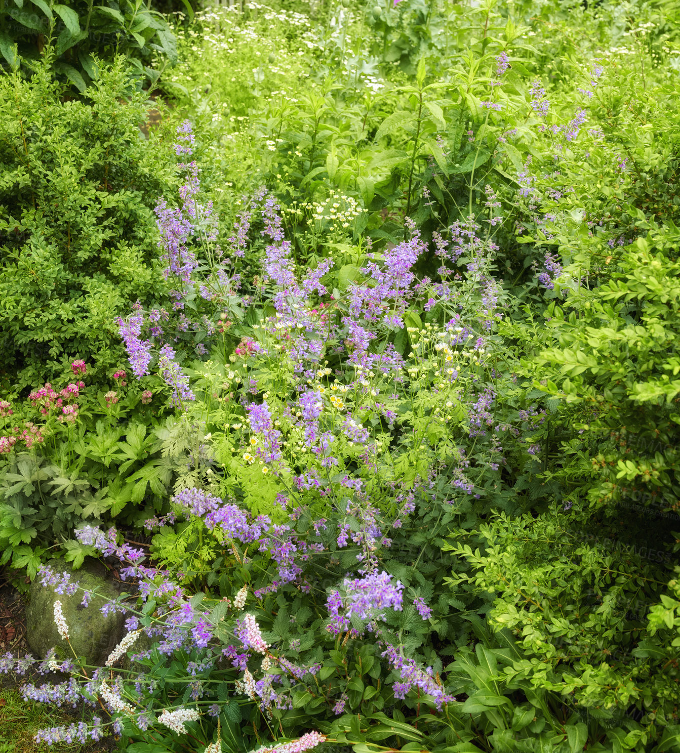 Buy stock photo A series of beautiful garden photos