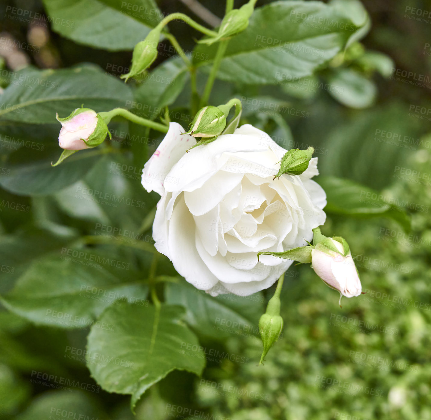 Buy stock photo High angle shot of a beautiful white rose in a garden