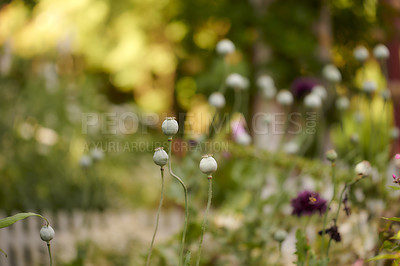 Buy stock photo A series of beautiful garden photos