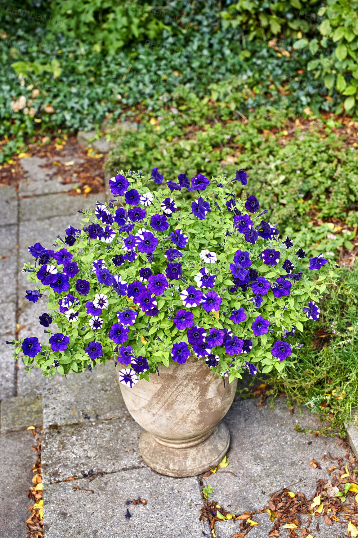 Buy stock photo Colorful purple flowers growing in a big vase in a yard or patio outdoors. Beautiful garden petunias blooming in an ornamental decorative pot for landscaping amongst lush plants and autumn leaves 