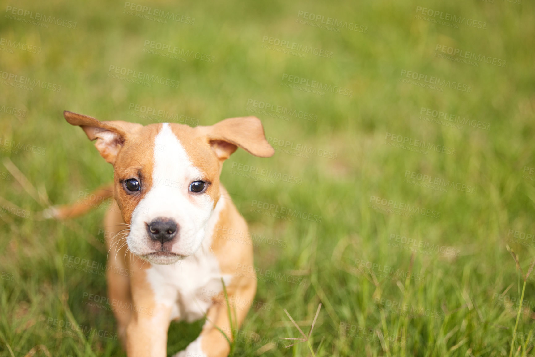 Buy stock photo Shot of an adorable puppy playing on some grass