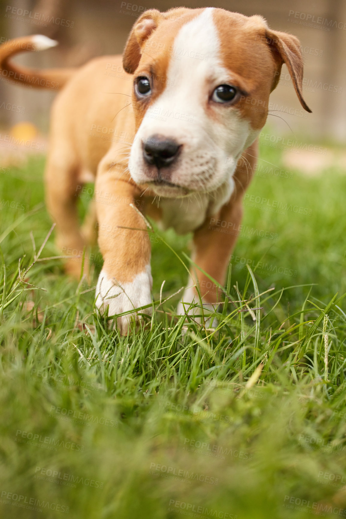 Buy stock photo Shot of puppy frolicking in the grass