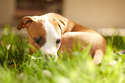 Buy stock photo Grass, dog and portrait of shy puppy in backyard for adoption, rescue shelter and animal care. Cute, pets and hiding pitbull outdoors for playing, resting and relax in environment, lawn and nature