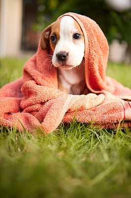 Buy stock photo Grass, dog and puppy in backyard with towel for adoption, rescue shelter and animal care. Cute, pets and adorable pitbull outdoors for washing, cleaning and relax in environment, lawn and nature