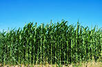 Countryside, farmland and forest - close to Lyon, France