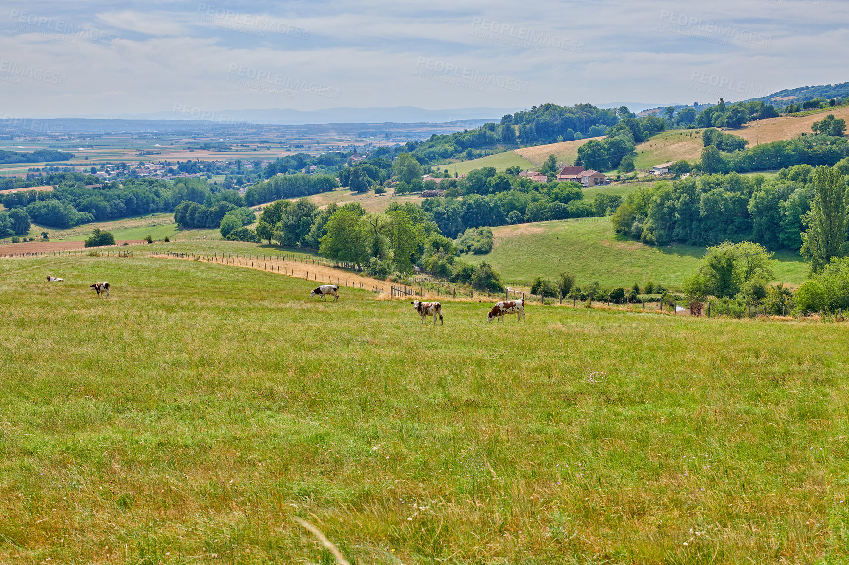 Buy stock photo Cattle, farm and cows grazing in countryside, sustainability and pasture environment for agriculture. Outdoor, livestock and grass for animals in nature, development and landscape for beef production