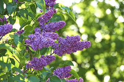 Buy stock photo A series of beautiful garden photos