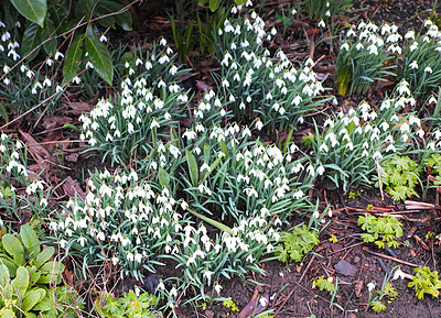 Buy stock photo Galanthus nivalis was described by the Swedish botanist Carl Linnaeus in his Species Plantarum in 1753, and given the specific epithet nivalis, meaning snowy (Galanthus means with milk-white flowers). This narrow-leaved snowdrop, with its delicate white hanging flowers, has become very popular in cultivation and is commonly planted in gardens and parks. It is now a familiar sight even in the British Isles and northern France where it is not native.
Snowdrops and their bulbs are poisonous to humans and can cause nausea, diarrhoea and vomiting if eaten in large quantities.