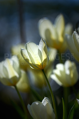 Buy stock photo Beautiful white tulips in my garden in early springtime