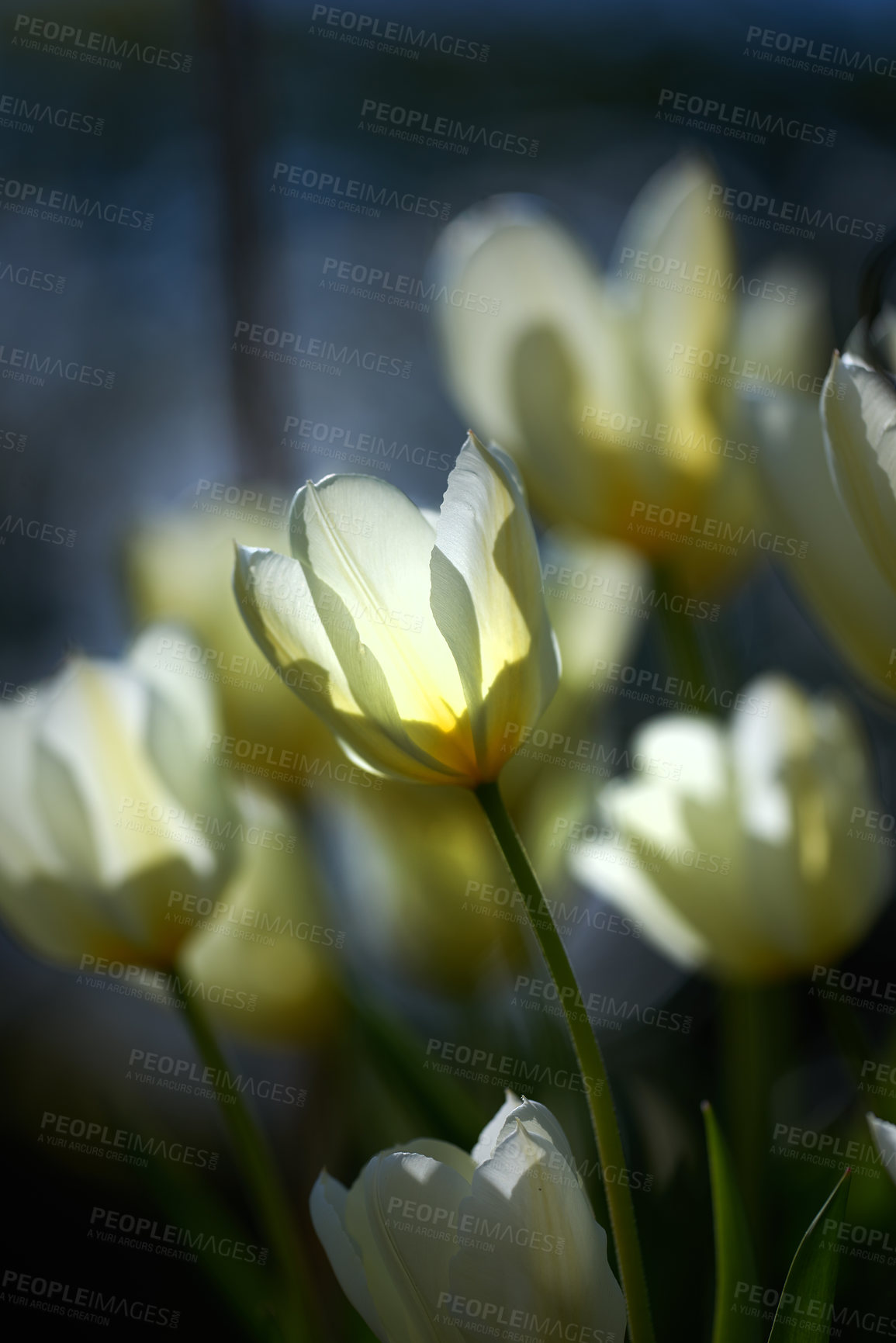 Buy stock photo Beautiful white tulips in my garden in early springtime