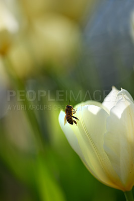 Buy stock photo Beautiful white tulips in my garden in early springtime