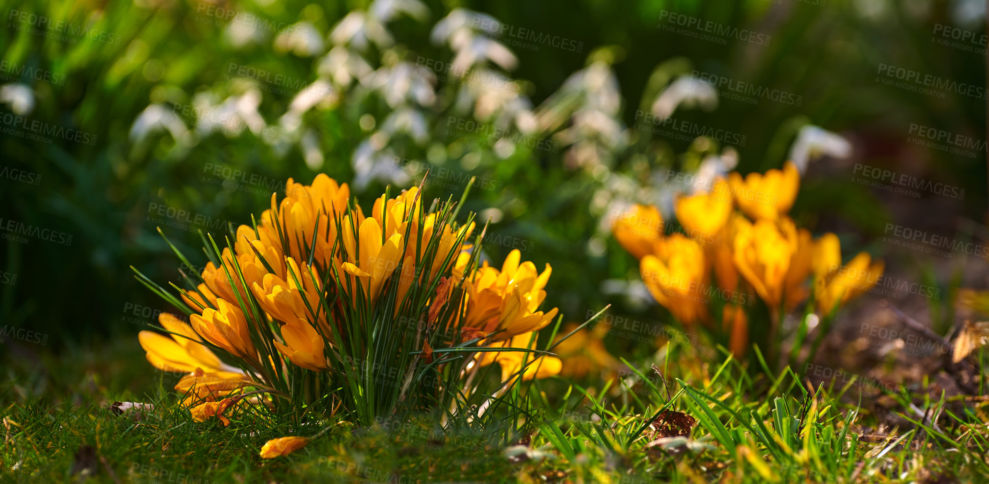 Buy stock photo Colorful yellow flowers growing in a garden. Closeup of beautiful golden crocus flavus with vibrant petals from the Iridaceae plant species blooming and blossoming in nature on a sunny day in spring
