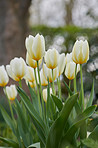 White tulips in my garden