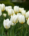 Tulips in my garden