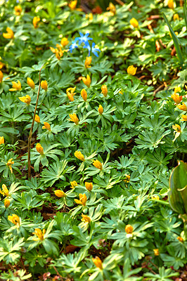 Buy stock photo A series of beautiful garden photos