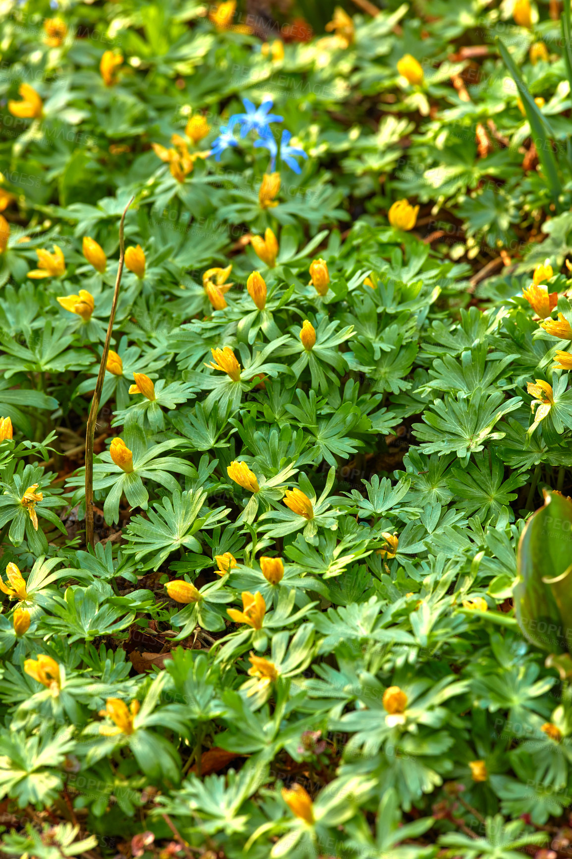 Buy stock photo A series of beautiful garden photos