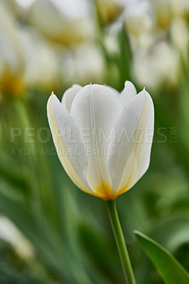 Buy stock photo Beautiful white tulips in my garden in early springtime