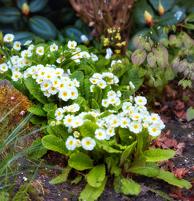 Buy stock photo A series of beautiful garden photos