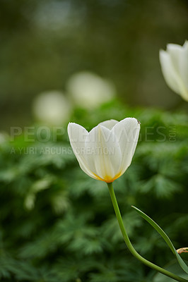 Buy stock photo Beautiful white tulips in my garden in early springtime