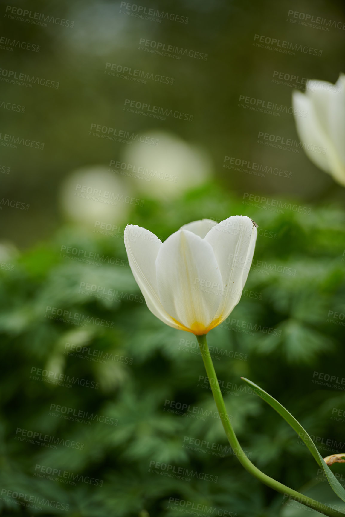 Buy stock photo Beautiful white tulips in my garden in early springtime