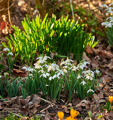 Buy stock photo Galanthus nivalis was described by the Swedish botanist Carl Linnaeus in his Species Plantarum in 1753, and given the specific epithet nivalis, meaning snowy (Galanthus means with milk-white flowers). This narrow-leaved snowdrop, with its delicate white hanging flowers, has become very popular in cultivation and is commonly planted in gardens and parks. It is now a familiar sight even in the British Isles and northern France where it is not native.
Snowdrops and their bulbs are poisonous to humans and can cause nausea, diarrhoea and vomiting if eaten in large quantities.