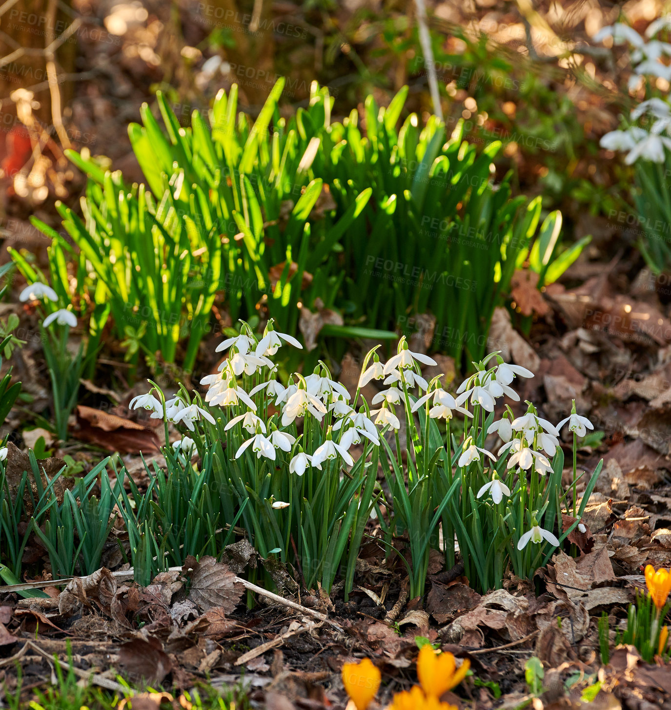 Buy stock photo Galanthus nivalis was described by the Swedish botanist Carl Linnaeus in his Species Plantarum in 1753, and given the specific epithet nivalis, meaning snowy (Galanthus means with milk-white flowers). This narrow-leaved snowdrop, with its delicate white hanging flowers, has become very popular in cultivation and is commonly planted in gardens and parks. It is now a familiar sight even in the British Isles and northern France where it is not native.
Snowdrops and their bulbs are poisonous to humans and can cause nausea, diarrhoea and vomiting if eaten in large quantities.