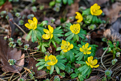 Buy stock photo A series of beautiful garden photos