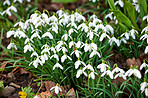 Common snowdrop - Galanthus nivalis 