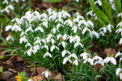 Buy stock photo Galanthus nivalis flower growing in garden outside in nature in spring. Landscape view of flowers with green a stem and white petals known as the snowdrop plant in fresh fertile soil in backyard