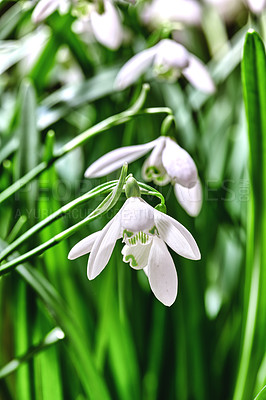 Buy stock photo Beautiful white snowdrop or galanthus flower growing in a garden against a green background. Closeup of a bulbous, perennial and herbaceous plant from the amaryllidaceae genus blooming in nature 