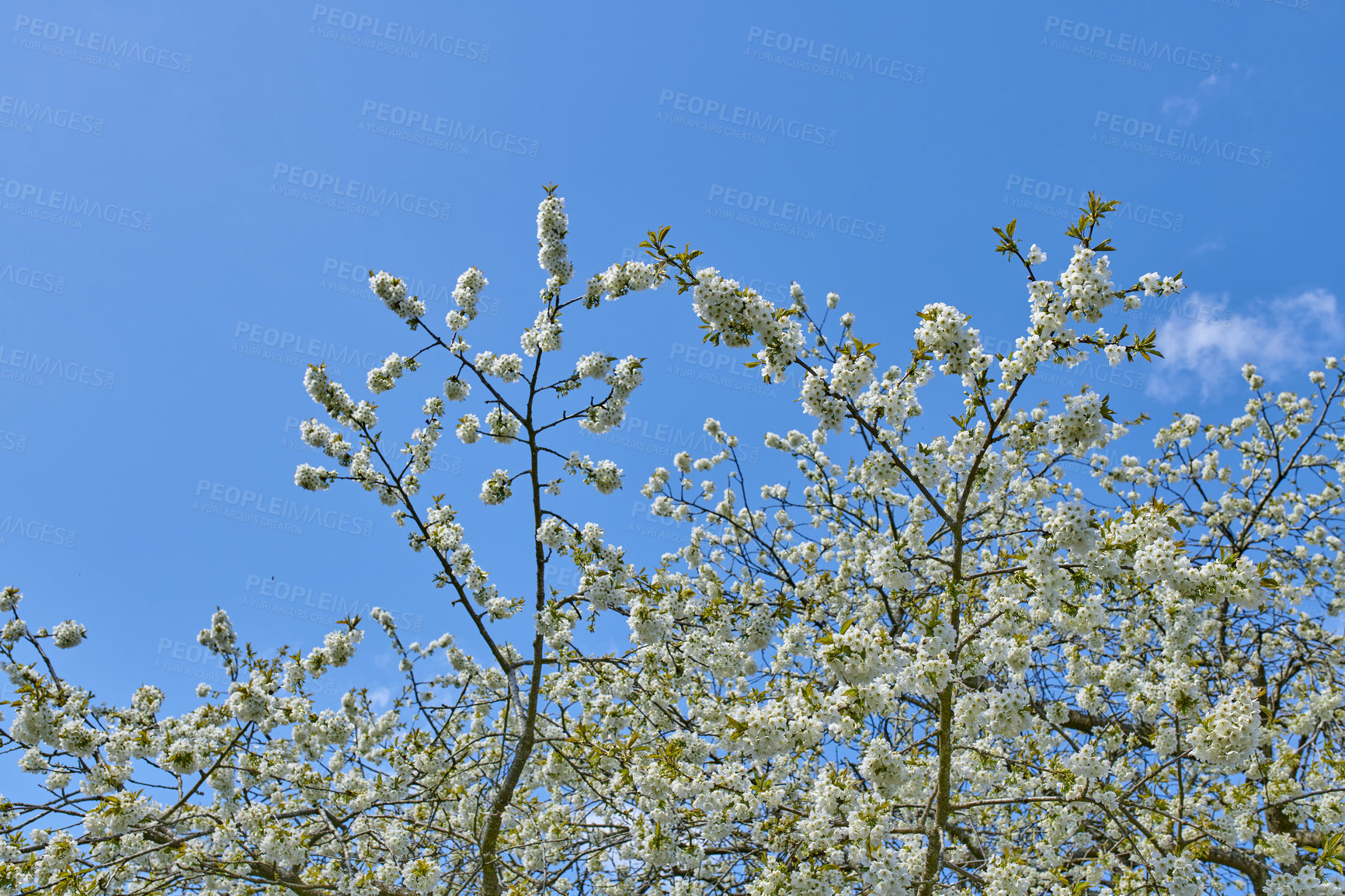 Buy stock photo A cherry flower tree blossoming in spring against a blue sky  on a sunny day. Cherry blossom with a botanical name of Prunus Serrulata also known as the Japanese cherry blooming in nature outdoor