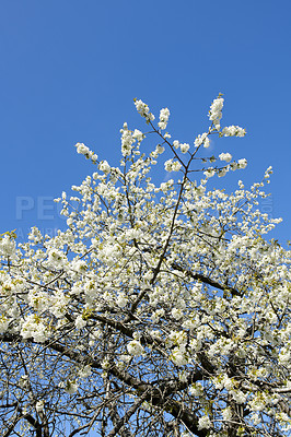 Buy stock photo Beautiful plum blossom tree growing outdoors in a forest with a blue sky background. Branches covered in blooming white flowers on a spring day with copy space. A vibrant plant blossoming outside