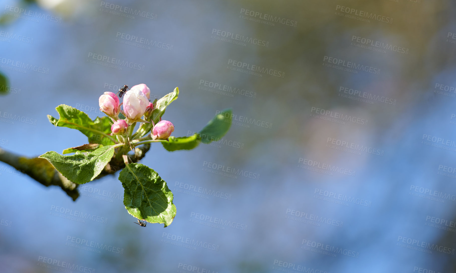 Buy stock photo Fly sitting on a Paradise apple tree against a blurry background in a garden. Closeup of a bug blowfly feeding off nectar from the pink budding plant. An insect and bug in an ecosystem