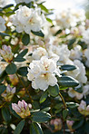 White Rhododendron