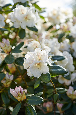 Buy stock photo White Rhododendron Flowers