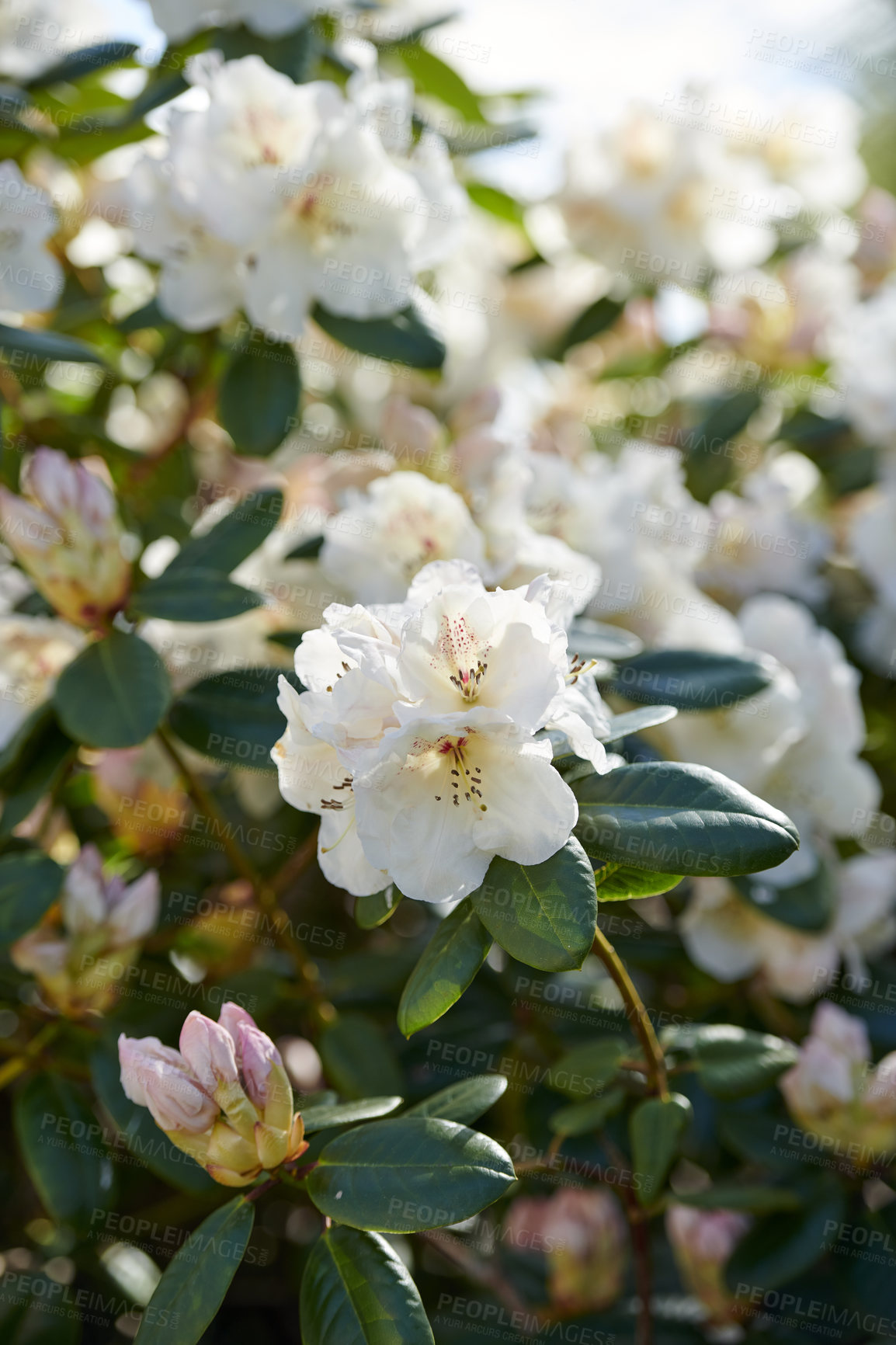 Buy stock photo White Rhododendron Flowers